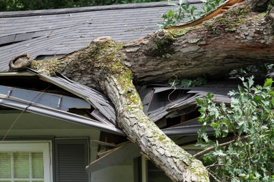 A fallen tree collapsed onto the roof of a house