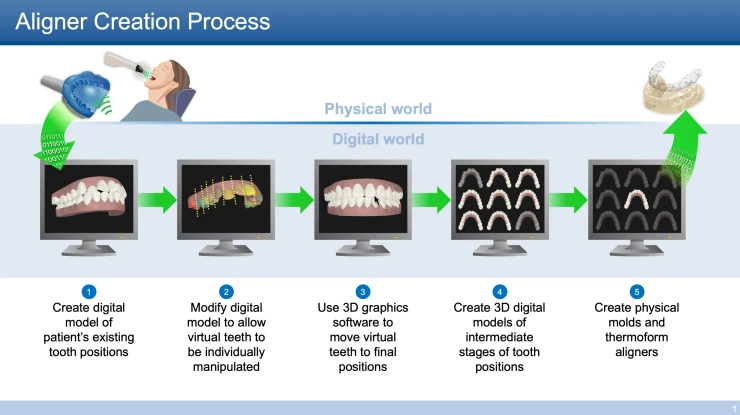 Illustration depicting the stages of tooth development, showcasing enamel formation and root structure in Boston, LA