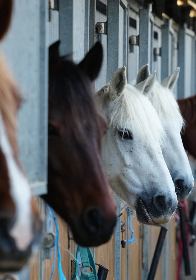 Horses-crop.jpeg