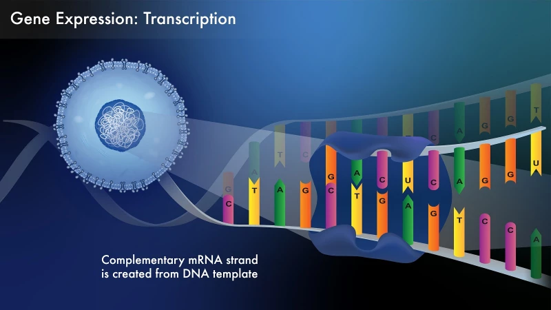Graphics 21_Gene Expression