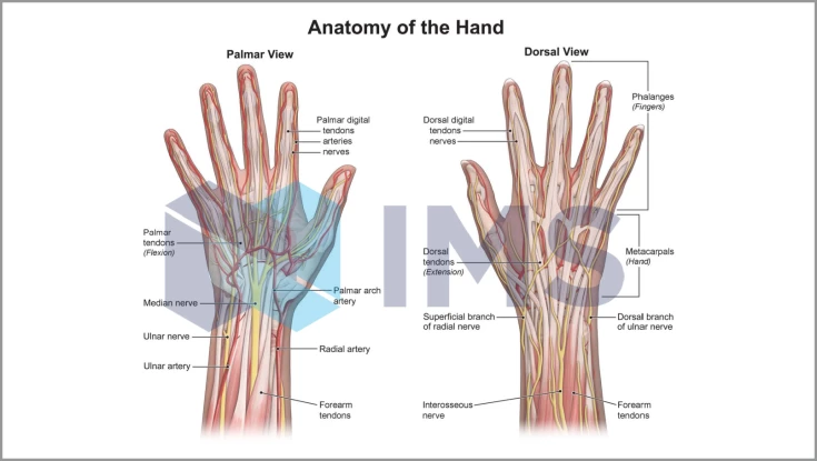 Medical Demonstratives_5_Anatomy of the Hand