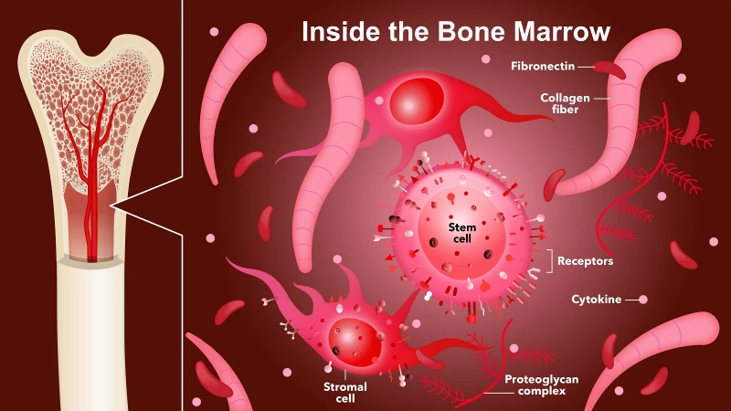 Graphics 23_Bone Marrow