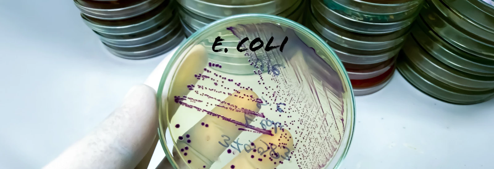 IMS-SM-Food-Safety-Technology_2509_Banner